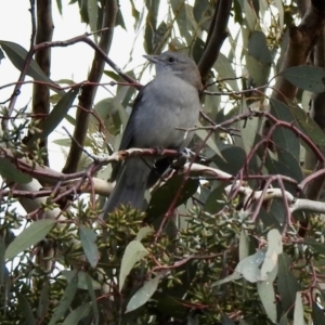 Colluricincla harmonica at Balmattum, VIC - 21 Jul 2023