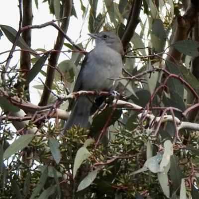 Colluricincla harmonica (Grey Shrikethrush) at Balmattum, VIC - 21 Jul 2023 by GlossyGal