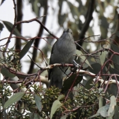 Colluricincla harmonica at Balmattum, VIC - 21 Jul 2023 12:25 PM