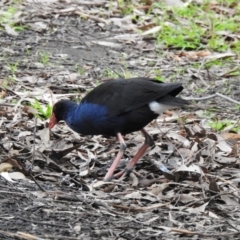 Porphyrio melanotus (Australasian Swamphen) at Narre Warren North, VIC - 25 Jul 2023 by GlossyGal