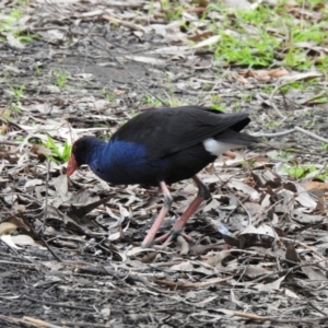 Porphyrio melanotus at Narre Warren North, VIC - 25 Jul 2023 01:16 PM