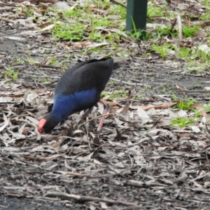 Porphyrio melanotus at Narre Warren North, VIC - 25 Jul 2023 01:16 PM