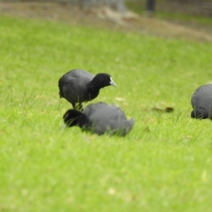 Fulica atra at Narre Warren North, VIC - 25 Jul 2023