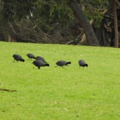 Fulica atra at Narre Warren North, VIC - 25 Jul 2023 01:17 PM