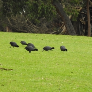 Fulica atra at Narre Warren North, VIC - 25 Jul 2023