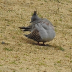 Ocyphaps lophotes (Crested Pigeon) at Narre Warren North, VIC - 25 Jul 2023 by GlossyGal