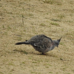 Ocyphaps lophotes at Narre Warren North, VIC - 25 Jul 2023 01:24 PM