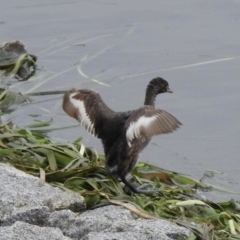 Tachybaptus novaehollandiae (Australasian Grebe) at Narre Warren North, VIC - 25 Jul 2023 by GlossyGal