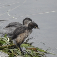 Tachybaptus novaehollandiae at Narre Warren North, VIC - 25 Jul 2023 01:30 PM