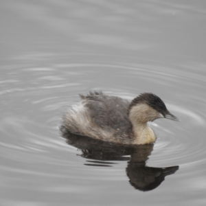 Poliocephalus poliocephalus (Hoary headed Grebe) at Narre Warren North, VIC by GlossyGal