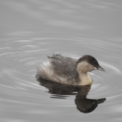Poliocephalus poliocephalus (Hoary-headed Grebe) at Narre Warren North, VIC - 25 Jul 2023 by GlossyGal