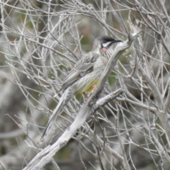 Anthochaera carunculata (Red Wattlebird) at Narre Warren North, VIC - 25 Jul 2023 by GlossyGal