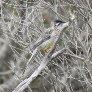 Anthochaera carunculata at Narre Warren North, VIC - 25 Jul 2023 01:34 PM