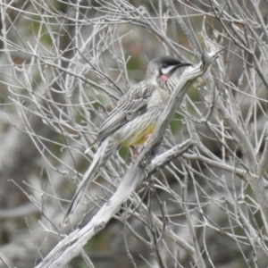 Anthochaera carunculata at Narre Warren North, VIC - 25 Jul 2023