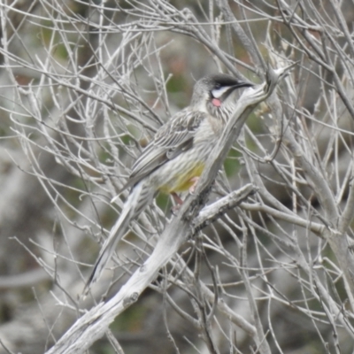 Anthochaera carunculata (Red Wattlebird) at Narre Warren North, VIC - 25 Jul 2023 by GlossyGal