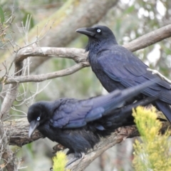 Corvus coronoides (Australian Raven) at Narre Warren North, VIC - 25 Jul 2023 by GlossyGal