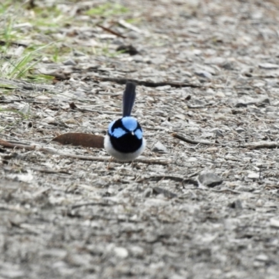 Malurus cyaneus (Superb Fairywren) at Lysterfield, VIC - 25 Jul 2023 by GlossyGal