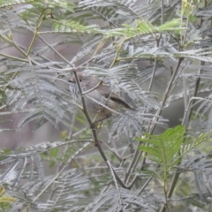 Acanthiza pusilla (Brown Thornbill) at Lysterfield, VIC - 25 Jul 2023 by GlossyGal