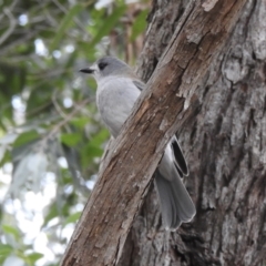 Colluricincla harmonica at Lysterfield, VIC - 25 Jul 2023 02:54 PM