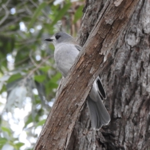 Colluricincla harmonica at Lysterfield, VIC - 25 Jul 2023