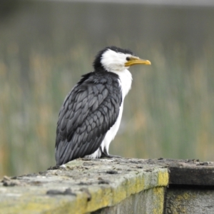 Microcarbo melanoleucos (Little Pied Cormorant) at Lysterfield, VIC by GlossyGal