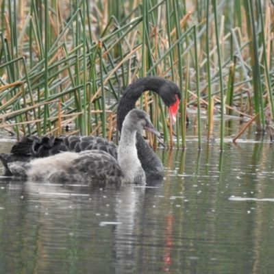 Cygnus atratus (Black Swan) at Lysterfield, VIC - 25 Jul 2023 by GlossyGal