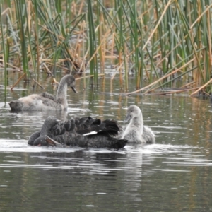 Cygnus atratus at Lysterfield, VIC - 25 Jul 2023 03:10 PM