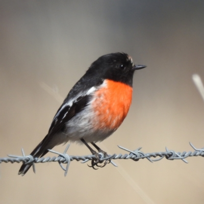 Petroica boodang (Scarlet Robin) at Lions Youth Haven - Westwood Farm A.C.T. - 31 Jul 2023 by HelenCross