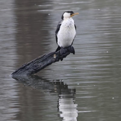 Microcarbo melanoleucos (Little Pied Cormorant) at Albury - 30 Jul 2023 by KylieWaldon