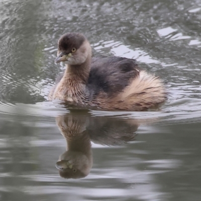 Tachybaptus novaehollandiae (Australasian Grebe) at West Albury, NSW - 30 Jul 2023 by KylieWaldon