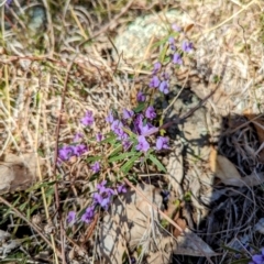 Hovea heterophylla (Common Hovea) at Lions Youth Haven - Westwood Farm A.C.T. - 31 Jul 2023 by HelenCross