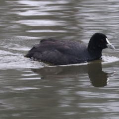 Fulica atra (Eurasian Coot) at Horseshoe Lagoon and West Albury Wetlands - 30 Jul 2023 by KylieWaldon