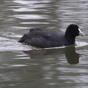 Fulica atra at West Albury, NSW - 30 Jul 2023 12:42 PM