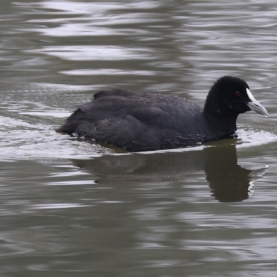 Fulica atra (Eurasian Coot) at West Albury, NSW - 30 Jul 2023 by KylieWaldon