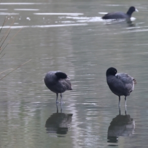 Fulica atra at West Albury, NSW - 30 Jul 2023 12:42 PM