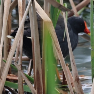 Gallinula tenebrosa at West Albury, NSW - 30 Jul 2023