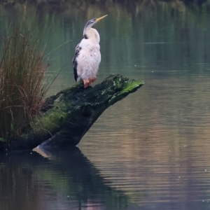 Anhinga novaehollandiae at West Albury, NSW - 30 Jul 2023