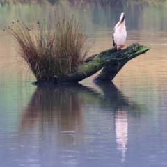 Anhinga novaehollandiae at West Albury, NSW - 30 Jul 2023