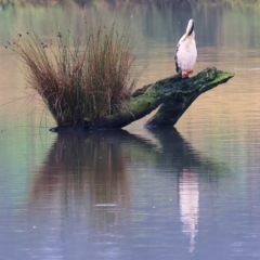 Anhinga novaehollandiae at West Albury, NSW - 30 Jul 2023 12:20 PM
