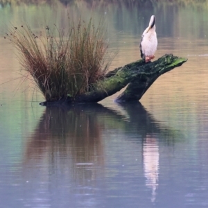 Anhinga novaehollandiae at West Albury, NSW - 30 Jul 2023 12:20 PM