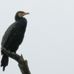 Phalacrocorax carbo (Great Cormorant) at Albury - 30 Jul 2023 by KylieWaldon