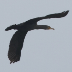 Phalacrocorax carbo at West Albury, NSW - 30 Jul 2023 01:26 PM