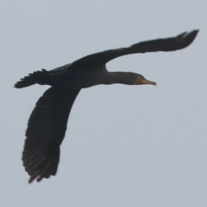 Phalacrocorax carbo at West Albury, NSW - 30 Jul 2023 01:26 PM