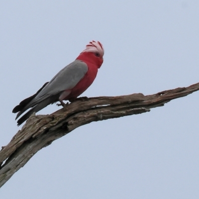 Eolophus roseicapilla (Galah) at West Albury, NSW - 30 Jul 2023 by KylieWaldon