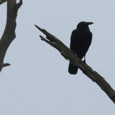 Corvus coronoides (Australian Raven) at Albury - 30 Jul 2023 by KylieWaldon