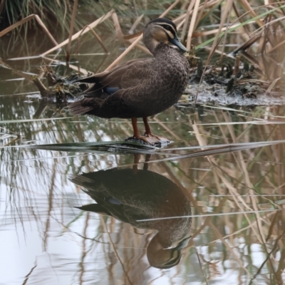 Anas superciliosa (Pacific Black Duck) at Albury - 30 Jul 2023 by KylieWaldon