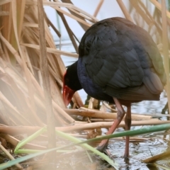 Porphyrio melanotus (Australasian Swamphen) at West Albury, NSW - 30 Jul 2023 by KylieWaldon