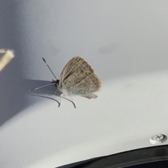 Zizina otis (Common Grass-Blue) at Belconnen, ACT - 31 Jul 2023 by KorinneM