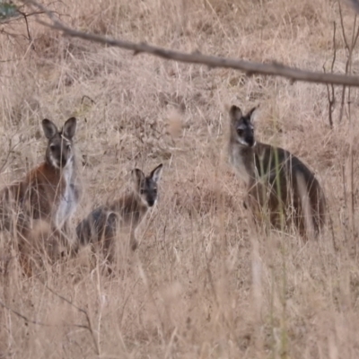 Notamacropus rufogriseus (Red-necked Wallaby) at Kambah Pool - 30 Jul 2023 by HelenCross