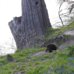 Tachyglossus aculeatus (Short-beaked Echidna) at Tuggeranong, ACT - 30 Jul 2023 by HelenCross